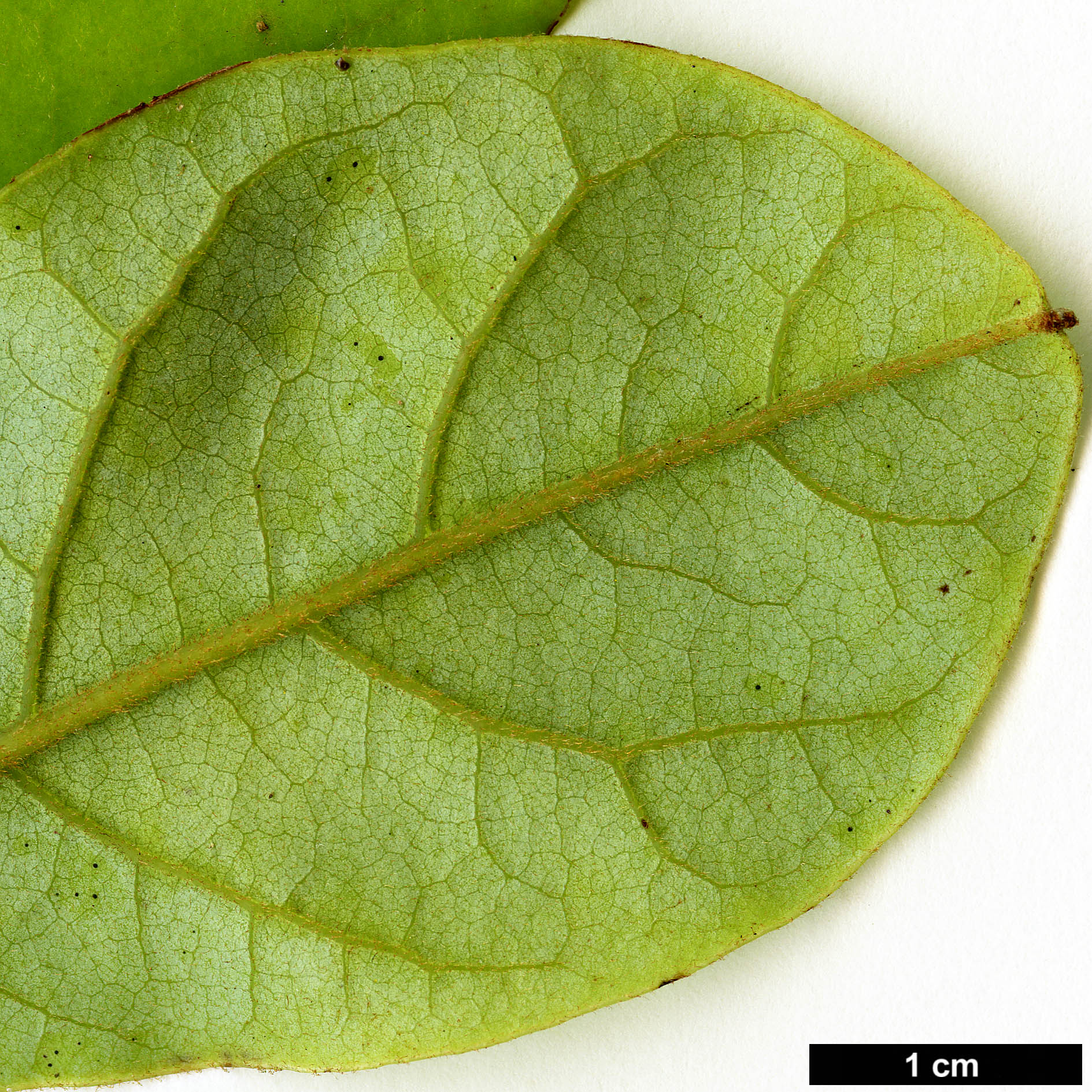High resolution image: Family: Lauraceae - Genus: Beilschmiedia - Taxon: tarairi